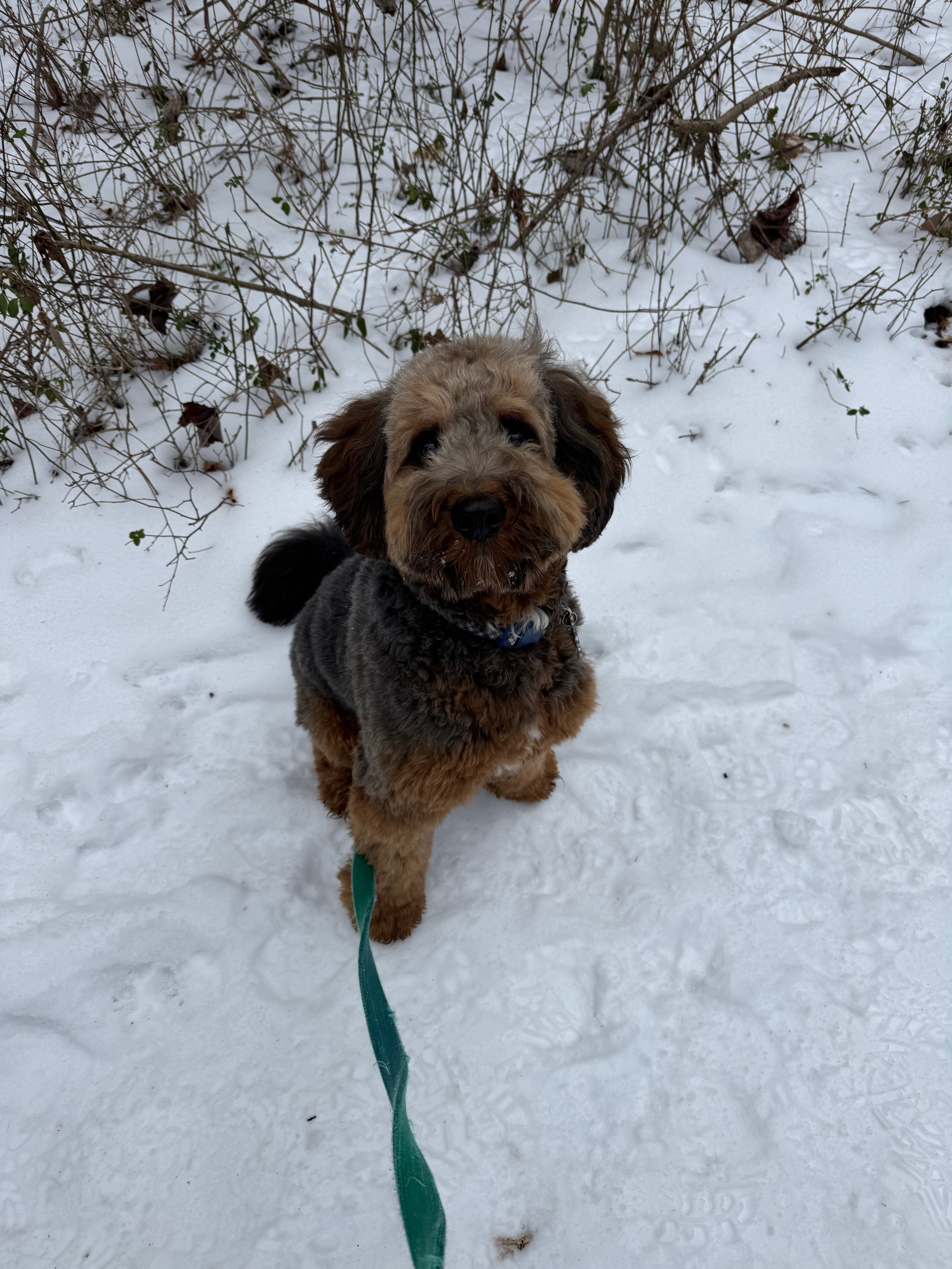 Paw Balm Isn’t Just for Winter: Why Paw Care Matters Year-Round